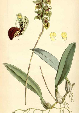 Reproducción/Reproduction 35251054665: Curtis's botanical magazine.. London ; New York [etc.] :Academic Press [etc.]