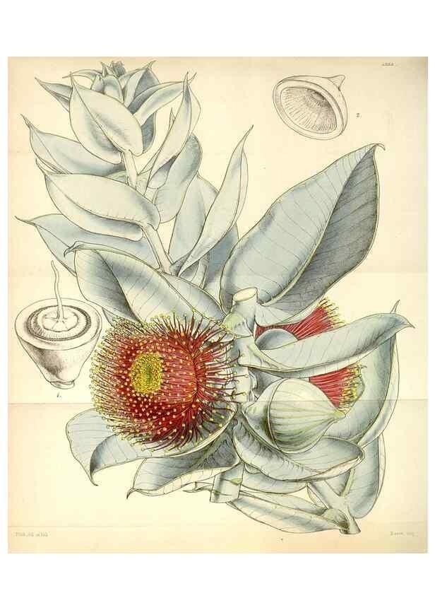 Reproducción/Reproduction 35251050355: Curtis's botanical magazine.. London ; New York [etc.] :Academic Press [etc.]