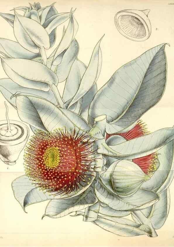 Reproducción/Reproduction 35251050355: Curtis's botanical magazine.. London ; New York [etc.] :Academic Press [etc.]