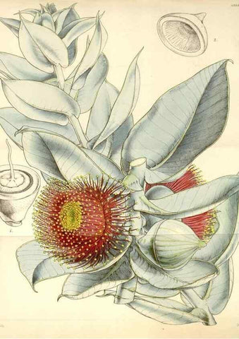 Reproducción/Reproduction 35251050355: Curtis's botanical magazine.. London ; New York [etc.] :Academic Press [etc.]