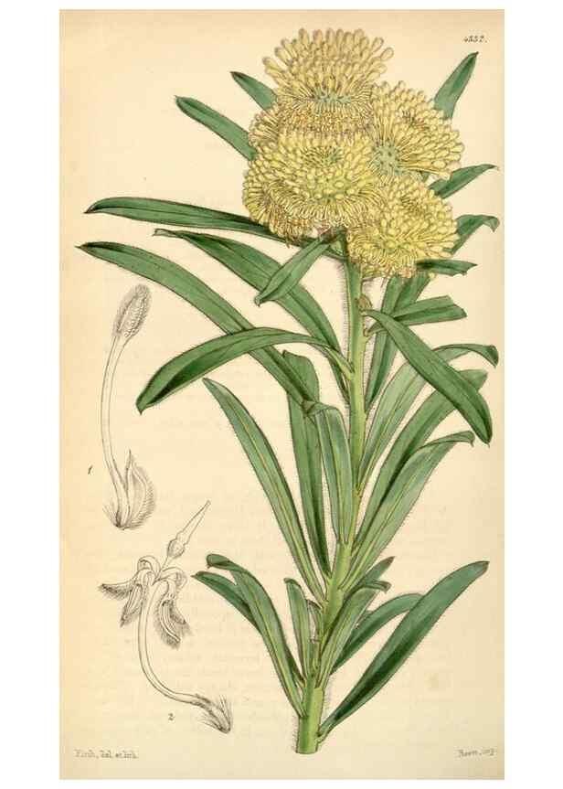 Reproducción/Reproduction 35251047795: Curtis's botanical magazine.. London ; New York [etc.] :Academic Press [etc.]