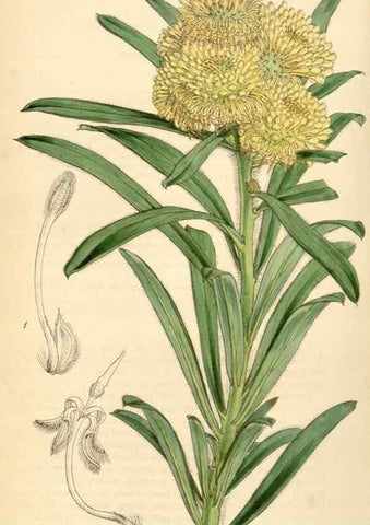 Reproducción/Reproduction 35251047795: Curtis's botanical magazine.. London ; New York [etc.] :Academic Press [etc.]