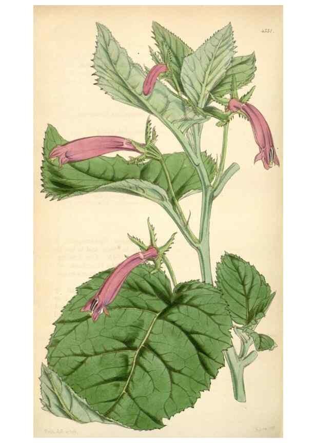 Reproducción/Reproduction 34442266203: Curtis's botanical magazine.. London ; New York [etc.] :Academic Press [etc.]