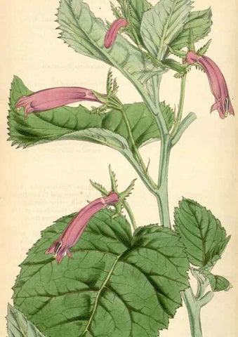 Reproducción/Reproduction 34442266203: Curtis's botanical magazine.. London ; New York [etc.] :Academic Press [etc.]