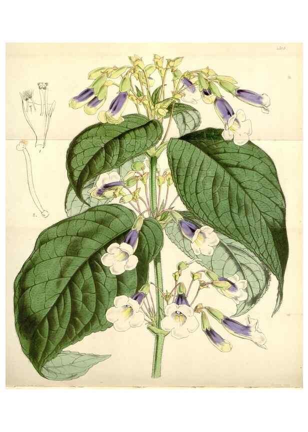 Reproducción/Reproduction 35121348341: Curtis's botanical magazine.. London ; New York [etc.] :Academic Press [etc.]