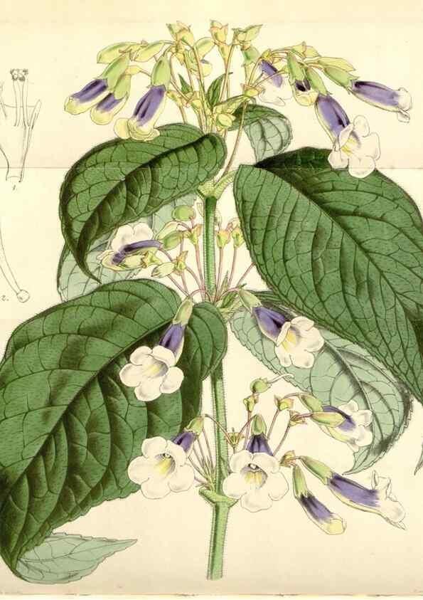 Reproducción/Reproduction 35121348341: Curtis's botanical magazine.. London ; New York [etc.] :Academic Press [etc.]
