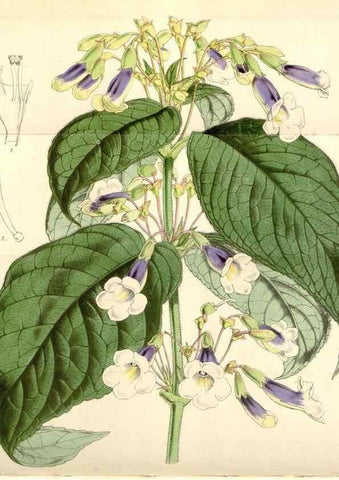 Reproducción/Reproduction 35121348341: Curtis's botanical magazine.. London ; New York [etc.] :Academic Press [etc.]