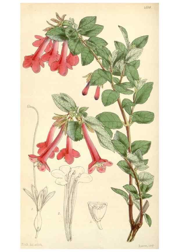 Reproducción/Reproduction 34864144660: Curtis's botanical magazine.. London ; New York [etc.] :Academic Press [etc.]