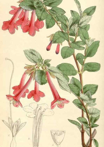 Reproducción/Reproduction 34864144660: Curtis's botanical magazine.. London ; New York [etc.] :Academic Press [etc.]
