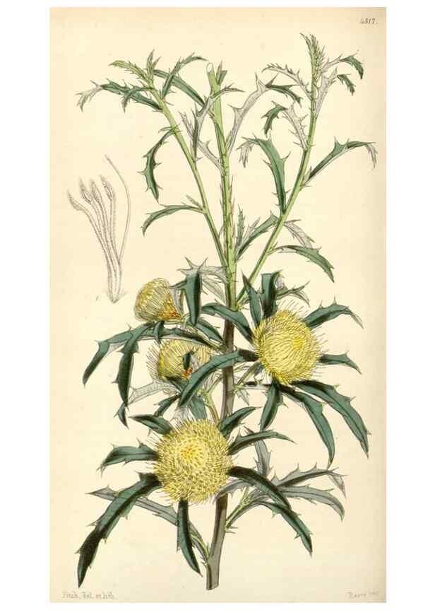 Reproducción/Reproduction 34864146600: Curtis's botanical magazine.. London ; New York [etc.] :Academic Press [etc.]