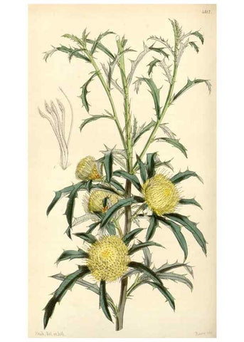 Reproducción/Reproduction 34864146600: Curtis's botanical magazine.. London ; New York [etc.] :Academic Press [etc.]