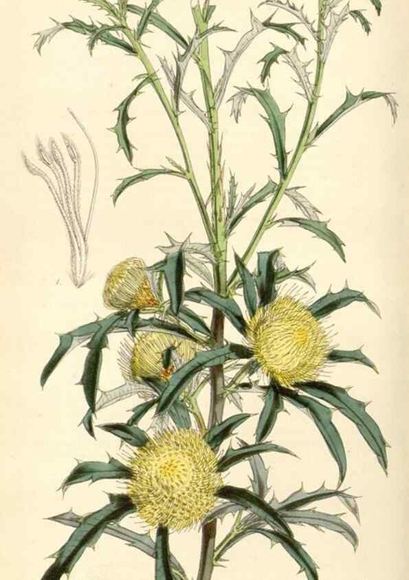 Reproducción/Reproduction 34864146600: Curtis's botanical magazine.. London ; New York [etc.] :Academic Press [etc.]