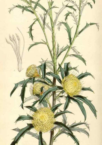 Reproducción/Reproduction 34864146600: Curtis's botanical magazine.. London ; New York [etc.] :Academic Press [etc.]