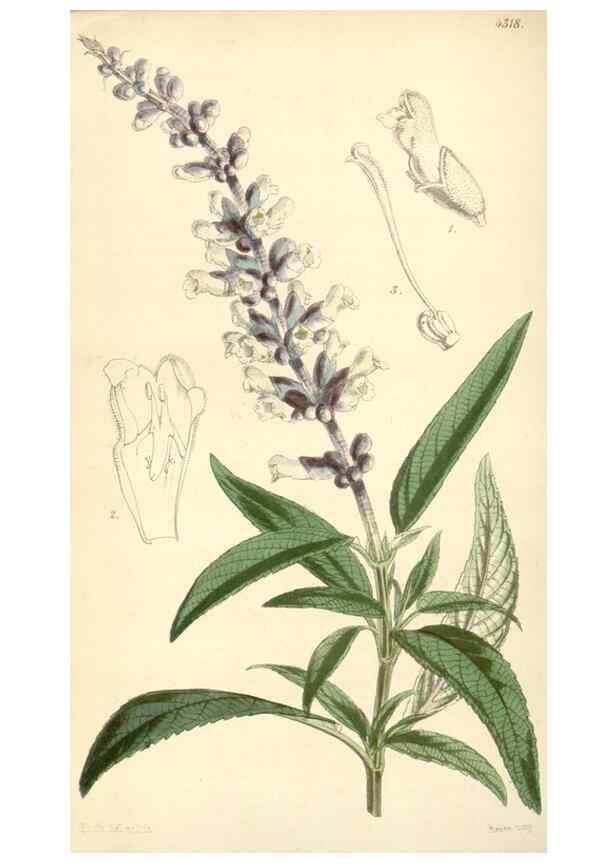 Reproducción/Reproduction 34864148680: Curtis's botanical magazine.. London ; New York [etc.] :Academic Press [etc.]