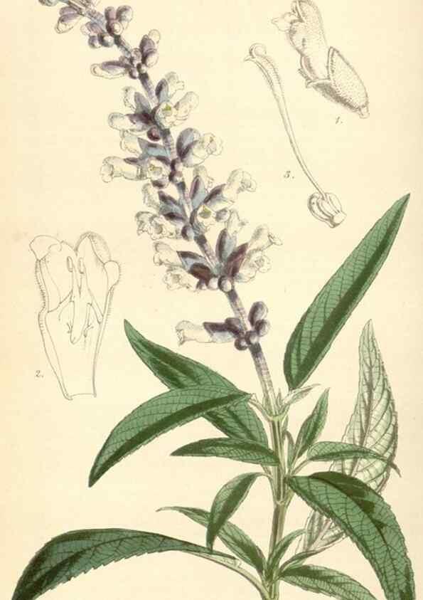 Reproducción/Reproduction 34864148680: Curtis's botanical magazine.. London ; New York [etc.] :Academic Press [etc.]