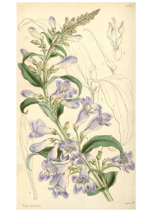 Reproducción/Reproduction 34864151010: Curtis's botanical magazine.. London ; New York [etc.] :Academic Press [etc.]