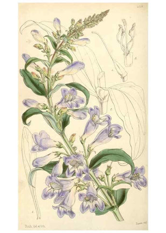 Reproducción/Reproduction 34864151010: Curtis's botanical magazine.. London ; New York [etc.] :Academic Press [etc.]