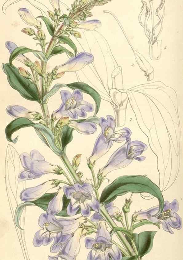 Reproducción/Reproduction 34864151010: Curtis's botanical magazine.. London ; New York [etc.] :Academic Press [etc.]