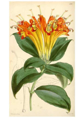 Reproducción/Reproduction 34864152770: Curtis's botanical magazine.. London ; New York [etc.] :Academic Press [etc.]