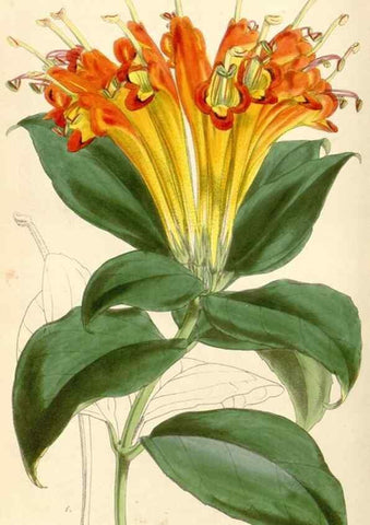Reproducción/Reproduction 34864152770: Curtis's botanical magazine.. London ; New York [etc.] :Academic Press [etc.]