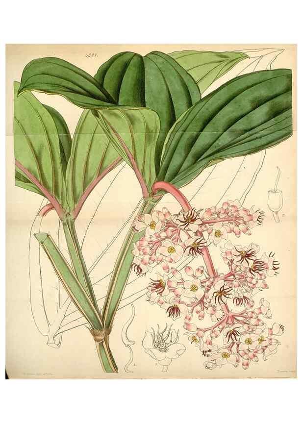 Reproducción/Reproduction 34864154290: Curtis's botanical magazine.. London ; New York [etc.] :Academic Press [etc.]
