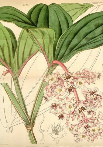 Reproducción/Reproduction 34864154290: Curtis's botanical magazine.. London ; New York [etc.] :Academic Press [etc.]