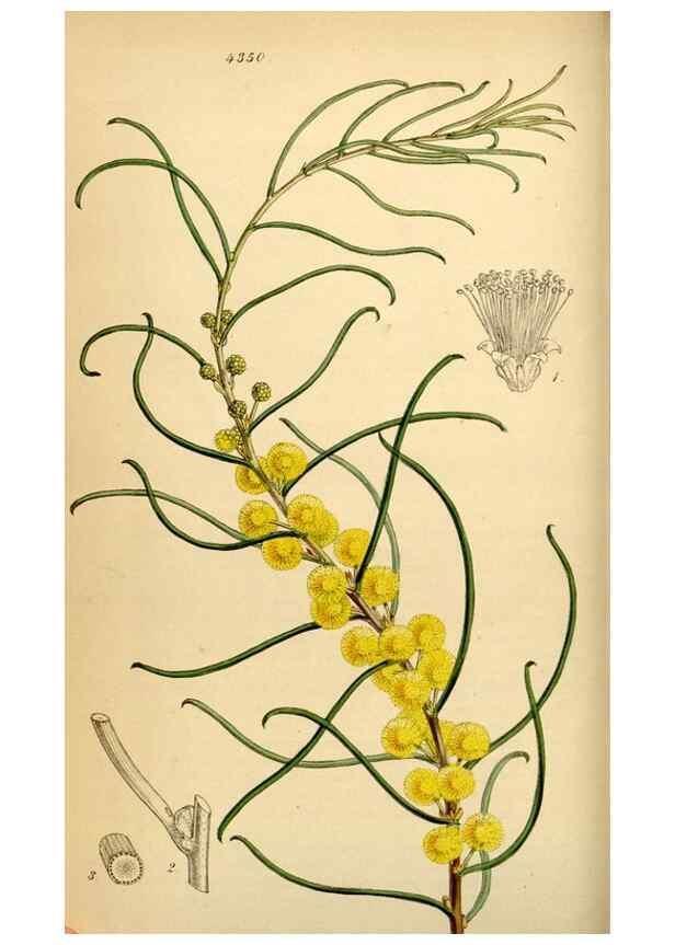 Reproducción/Reproduction 35251301555: Curtis's botanical magazine.. London ; New York [etc.] :Academic Press [etc.]