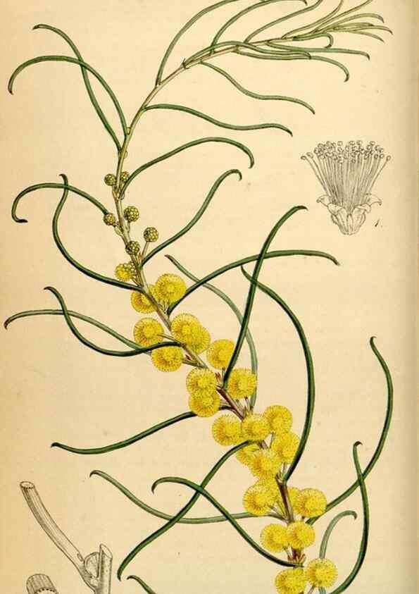 Reproducción/Reproduction 35251301555: Curtis's botanical magazine.. London ; New York [etc.] :Academic Press [etc.]