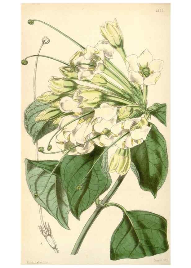 Reproducción/Reproduction 34864156070: Curtis's botanical magazine.. London ; New York [etc.] :Academic Press [etc.]