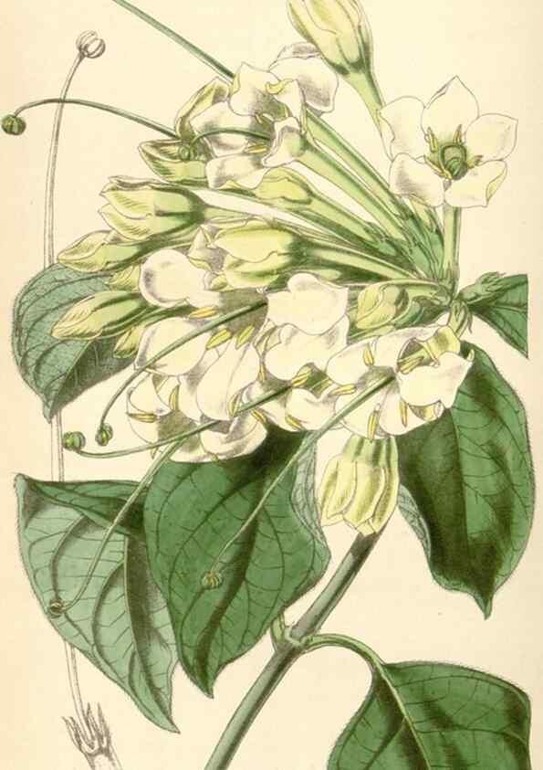 Reproducción/Reproduction 34864156070: Curtis's botanical magazine.. London ; New York [etc.] :Academic Press [etc.]