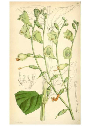 Reproducción/Reproduction 34864159480: Curtis's botanical magazine.. London ; New York [etc.] :Academic Press [etc.]