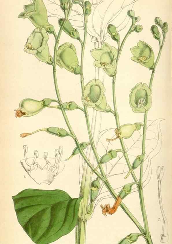 Reproducción/Reproduction 34864159480: Curtis's botanical magazine.. London ; New York [etc.] :Academic Press [etc.]
