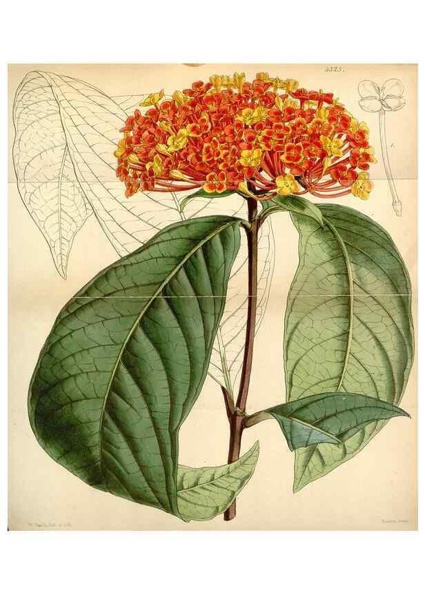 Reproducción/Reproduction 34442245753: Curtis's botanical magazine.. London ; New York [etc.] :Academic Press [etc.]