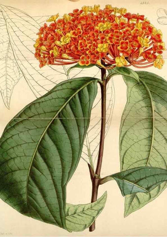 Reproducción/Reproduction 34442245753: Curtis's botanical magazine.. London ; New York [etc.] :Academic Press [etc.]