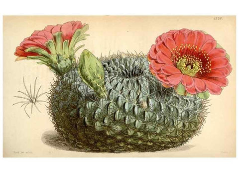 Reproducción/Reproduction 34442248013: Curtis's botanical magazine.. London ; New York [etc.] :Academic Press [etc.]