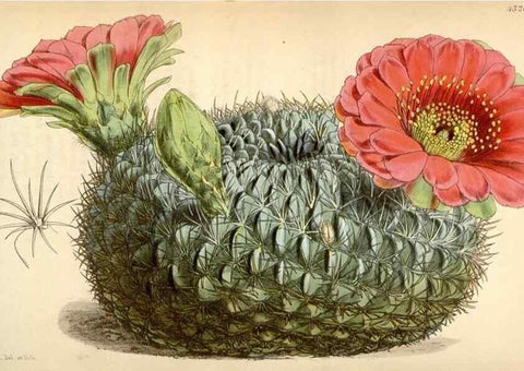 Reproducción/Reproduction 34442248013: Curtis's botanical magazine.. London ; New York [etc.] :Academic Press [etc.]