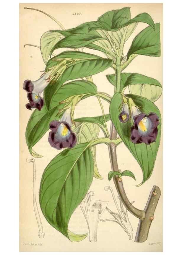 Reproducción/Reproduction 34442251523: Curtis's botanical magazine.. London ; New York [etc.] :Academic Press [etc.]
