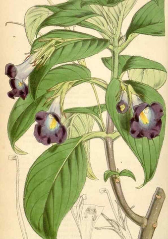 Reproducción/Reproduction 34442251523: Curtis's botanical magazine.. London ; New York [etc.] :Academic Press [etc.]