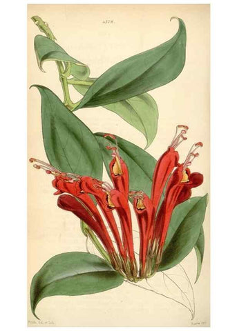 Reproducción/Reproduction 34442254923: Curtis's botanical magazine.. London ; New York [etc.] :Academic Press [etc.]