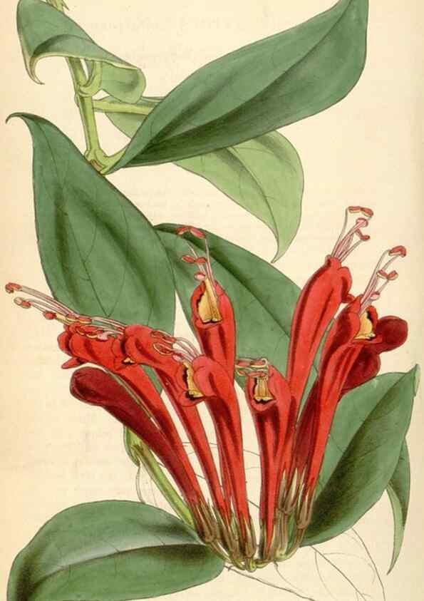 Reproducción/Reproduction 34442254923: Curtis's botanical magazine.. London ; New York [etc.] :Academic Press [etc.]