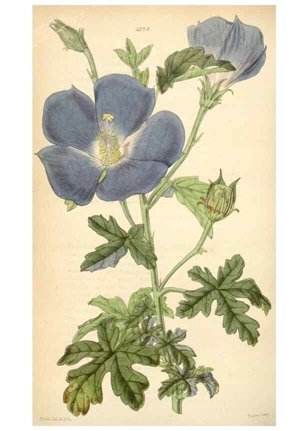 Reproducción/Reproduction 34442258373: Curtis's botanical magazine.. London ; New York [etc.] :Academic Press [etc.]