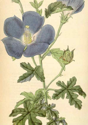 Reproducción/Reproduction 34442258373: Curtis's botanical magazine.. London ; New York [etc.] :Academic Press [etc.]