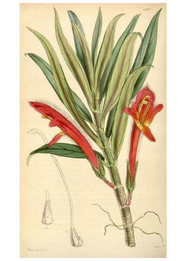 Reproducción/Reproduction 34442262373: Curtis's botanical magazine.. London ; New York [etc.] :Academic Press [etc.]