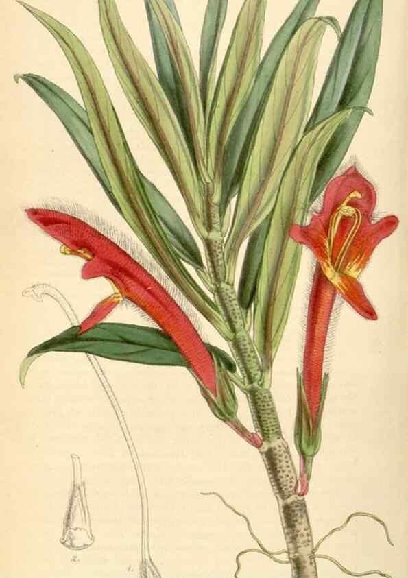 Reproducción/Reproduction 34442262373: Curtis's botanical magazine.. London ; New York [etc.] :Academic Press [etc.]