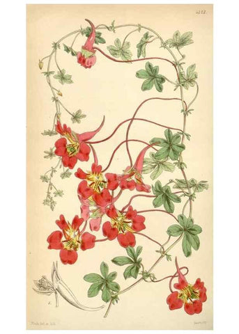 Reproducción/Reproduction 34864157990: Curtis's botanical magazine.. London ; New York [etc.] :Academic Press [etc.]