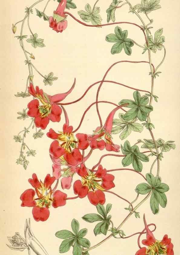 Reproducción/Reproduction 34864157990: Curtis's botanical magazine.. London ; New York [etc.] :Academic Press [etc.]