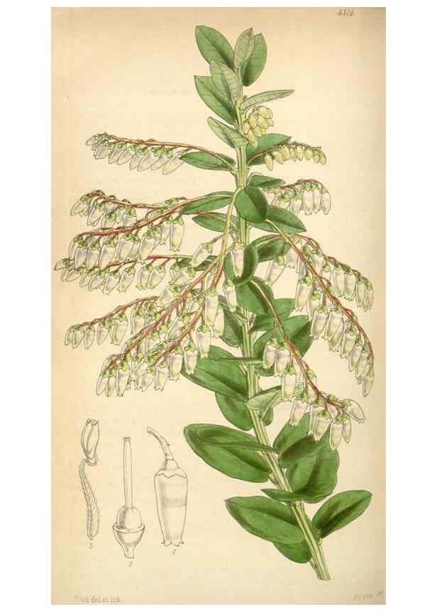 Reproducción/Reproduction 35121346601: Curtis's botanical magazine.. London ; New York [etc.] :Academic Press [etc.]