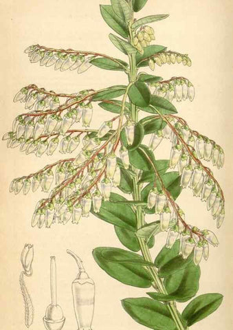 Reproducción/Reproduction 35121346601: Curtis's botanical magazine.. London ; New York [etc.] :Academic Press [etc.]