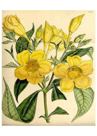 Reproducción/Reproduction 34407534164: Curtis's botanical magazine.. London ; New York [etc.] :Academic Press [etc.]