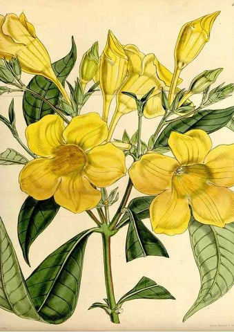 Reproducción/Reproduction 34407534164: Curtis's botanical magazine.. London ; New York [etc.] :Academic Press [etc.]